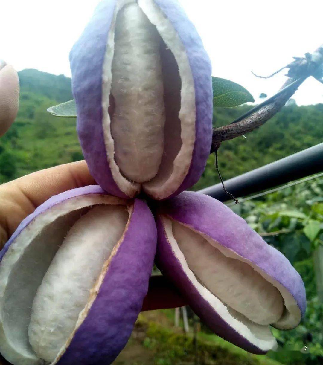 元江这种瓜吃过的举手