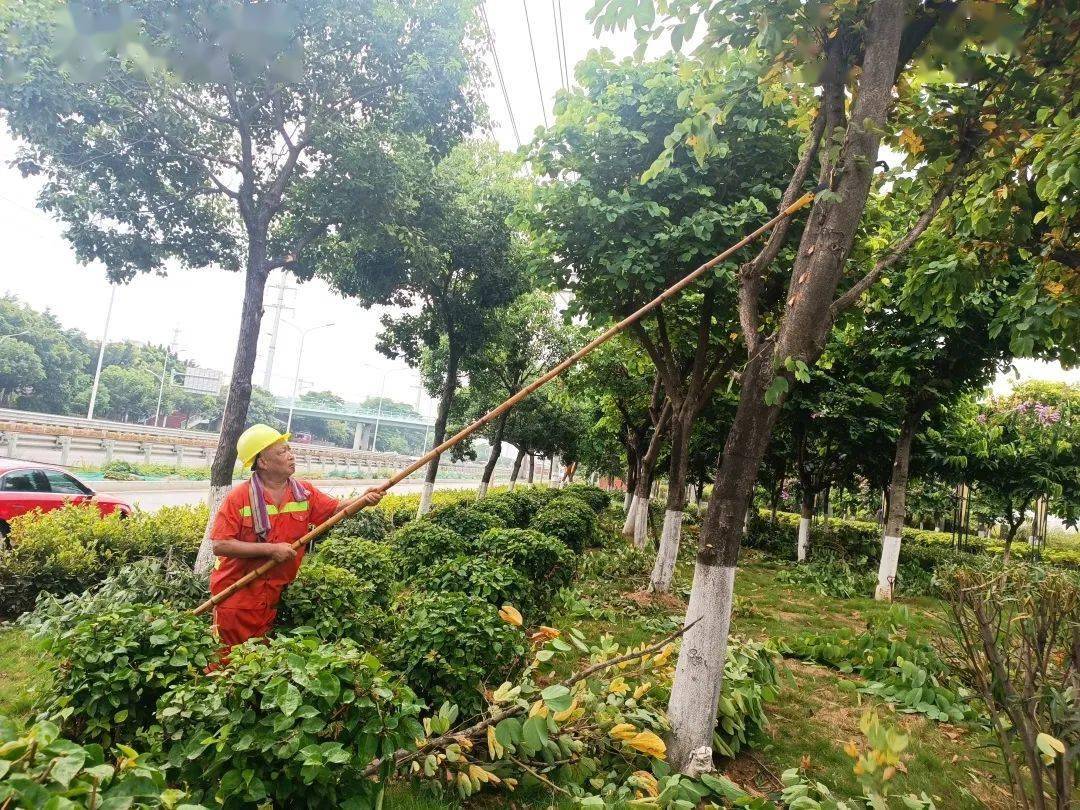 文明管养树标杆丨烈日高温夏季公路的绿化养护要做好这几点