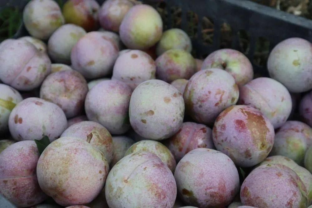 永泰芙蓉李采摘正当时