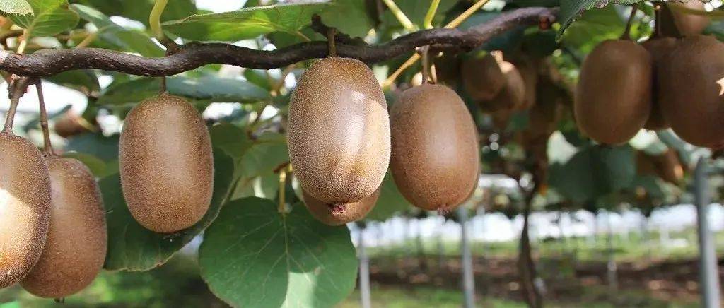 猕猴桃采摘前必做的几件事_果实_进行_土壤