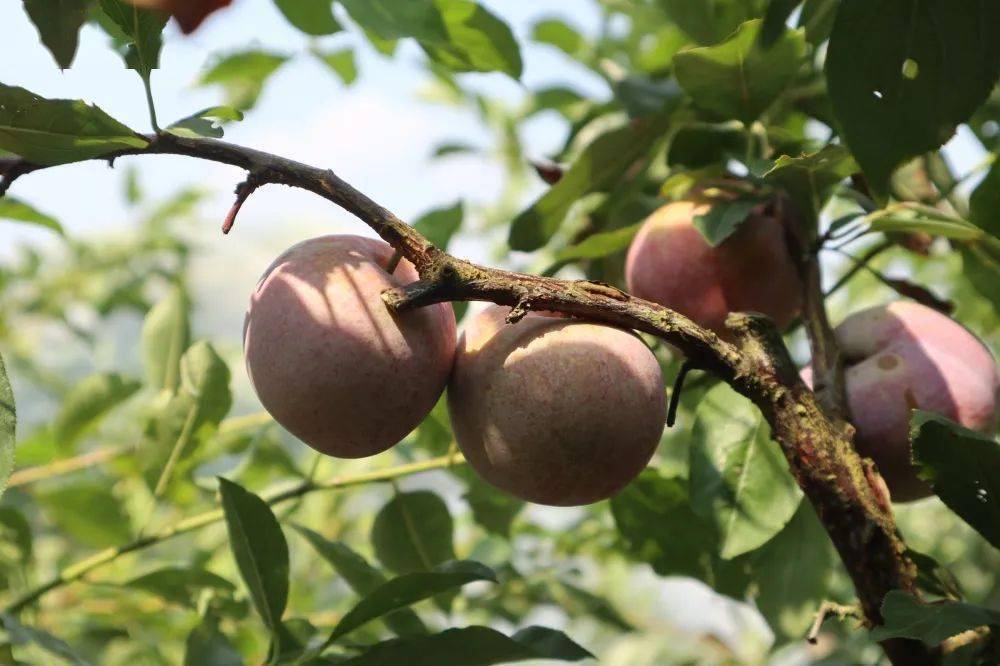 永泰:芙蓉李采摘正当时_永泰县_李果_来源