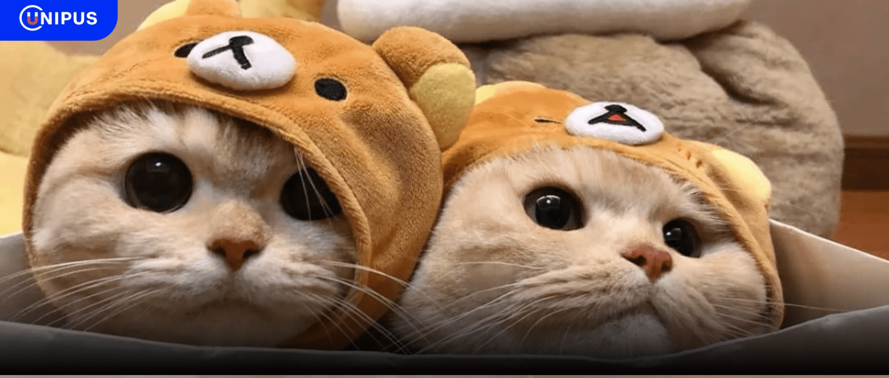 进来歇一会儿吧，这里有好多可爱的猫猫！_cat_is_The