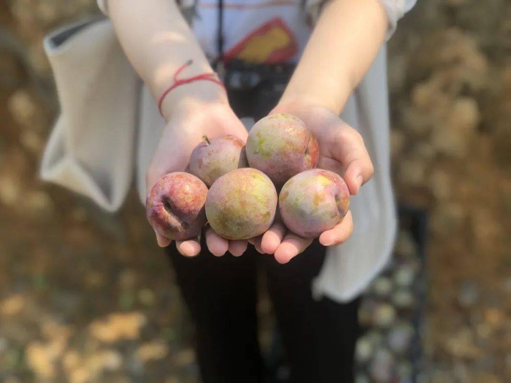 永泰芙蓉李采摘正当时