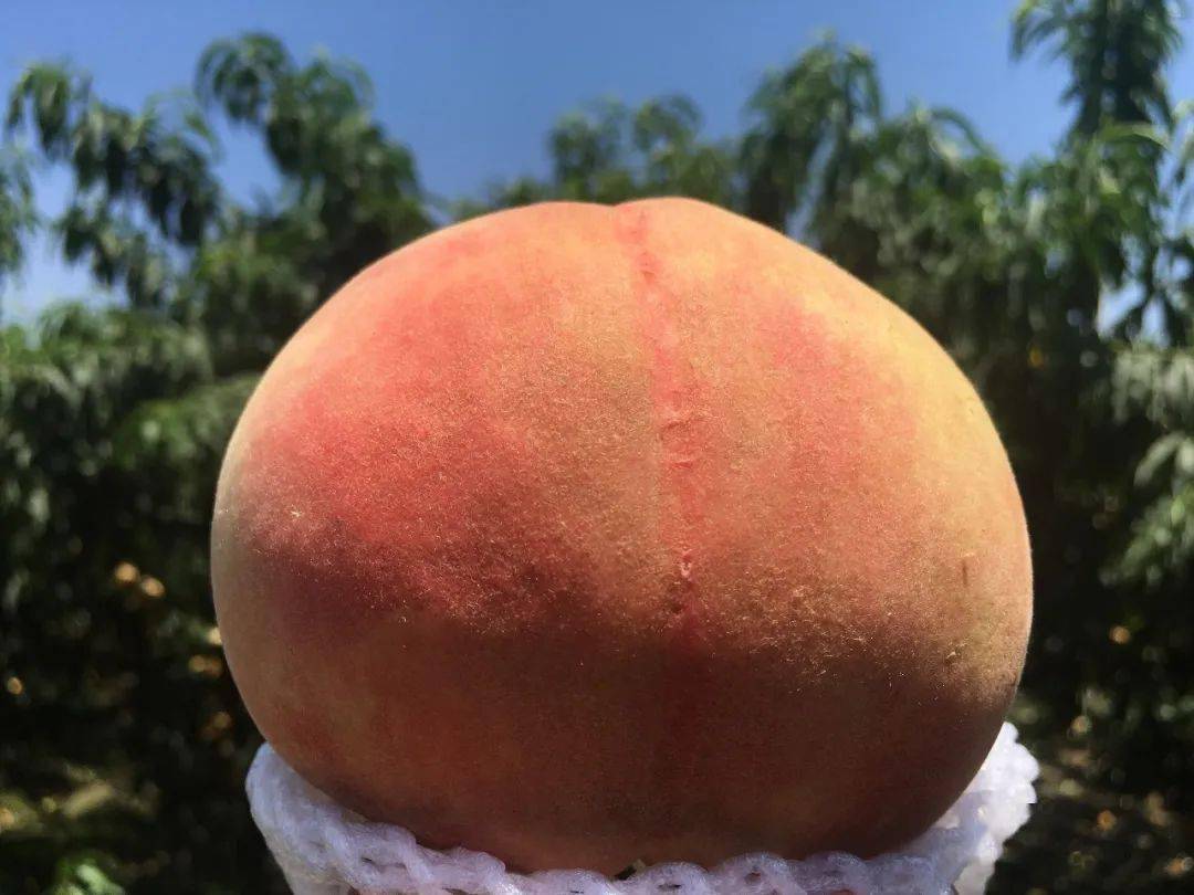 阳山湖景水蜜桃新鲜上市!限时赏味15天,错过再等一年!_桃子_特惠价_来