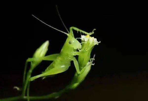 画皮难画骨,雕玉难雕虫_玉雕_昆虫_蜗牛