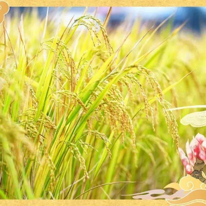 立秋=入秋?广东人:不确定,再看看_茂名_人们_春秋