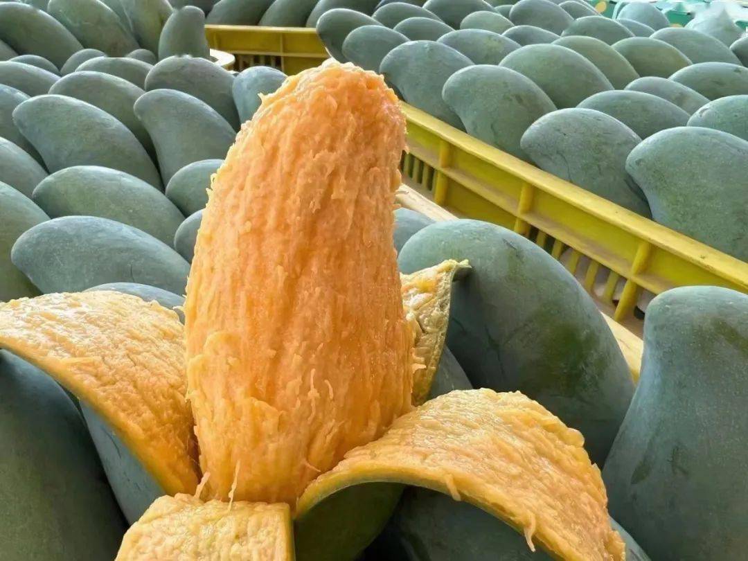 芒果之王田东桂七登场个大肉甜无花皮送礼倍儿有面