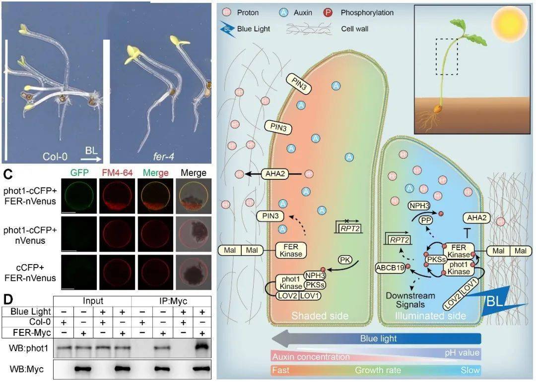 fer參與調控擬南芥向光生長的機制藍光受體phot1通過fer調控氫離子和