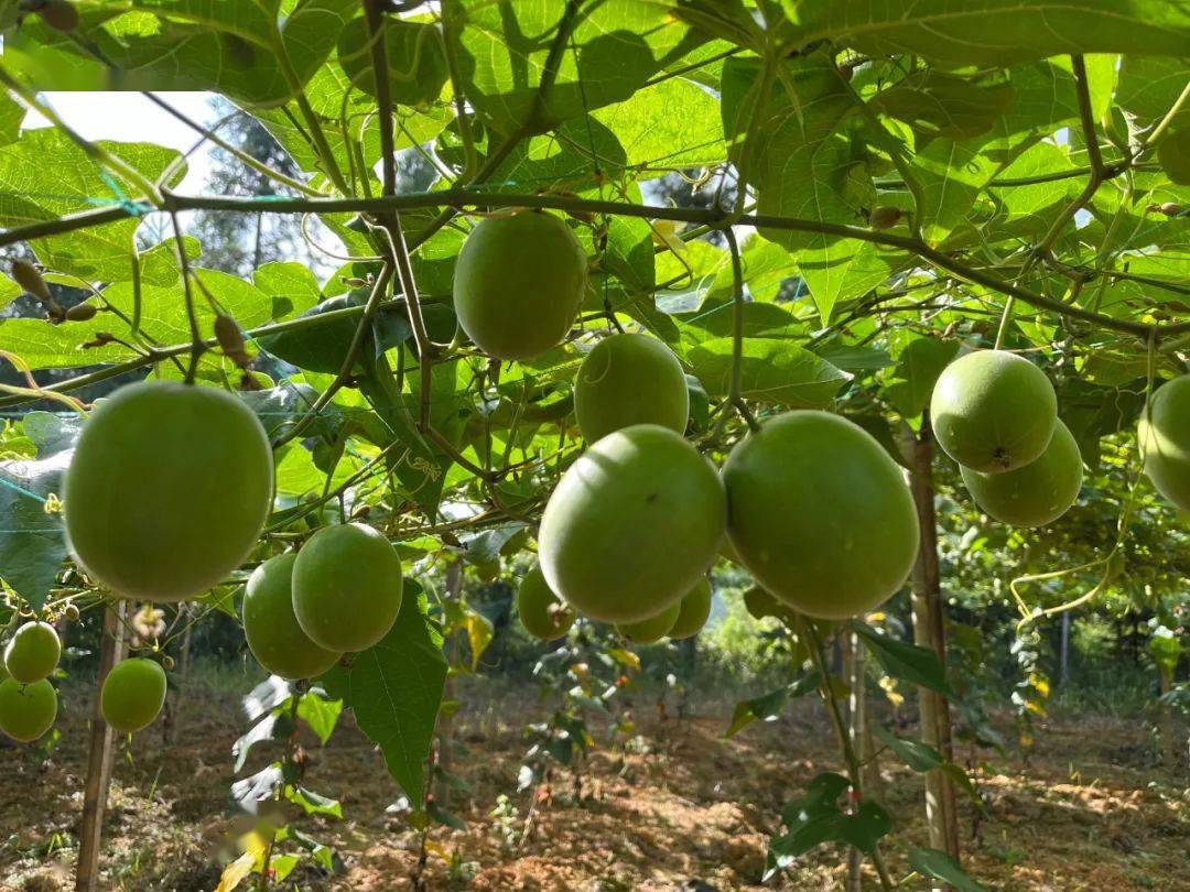 奋进新征程建功新时代全面推进乡村振兴榕江罗汉果丰收在望