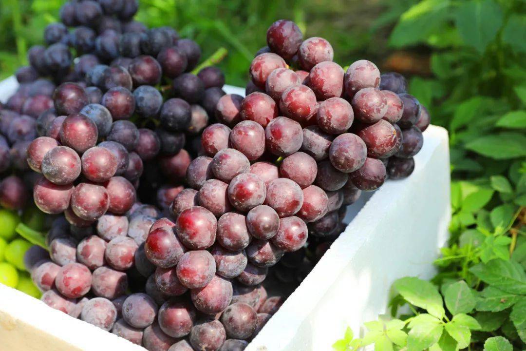 锡山地产水果采摘攻略来啦~_葡萄_种植_果园