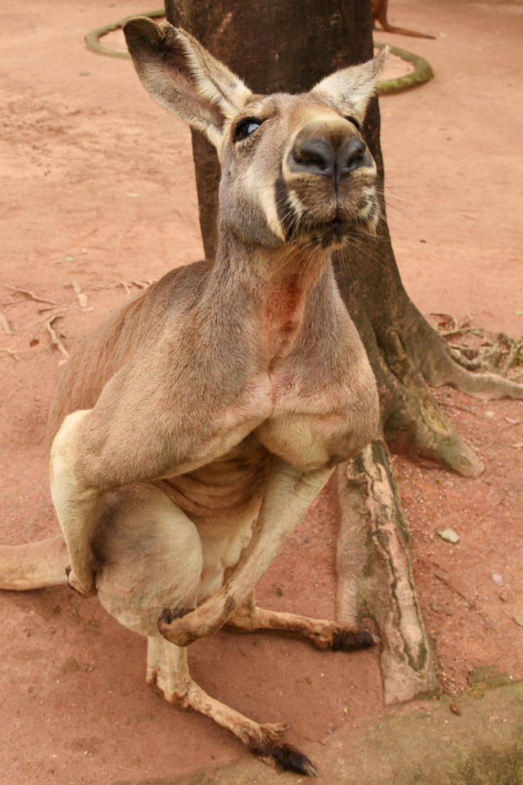 深圳野生动物园"肌霸"袋鼠走红_肌肉_月球_电影