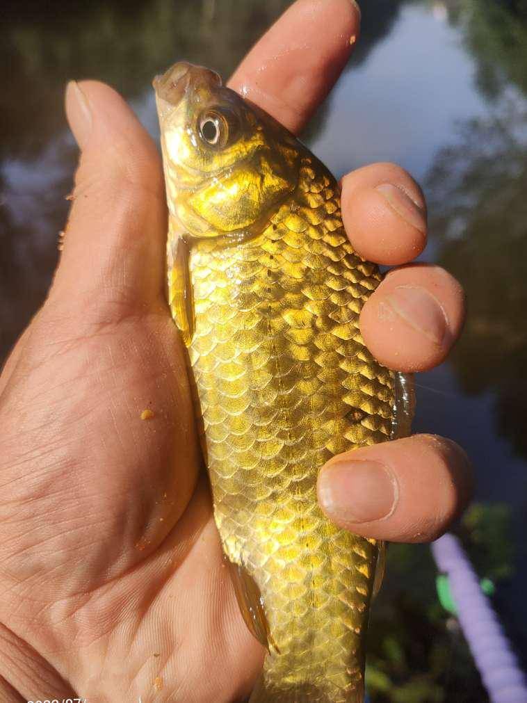 8月鱼获村外野塘清水流金鲫暖心涌心头