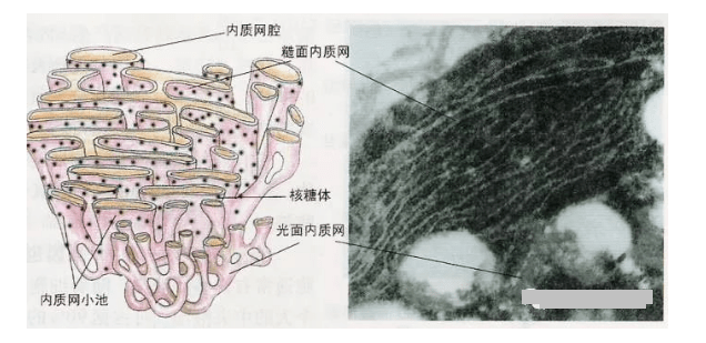 有核酸的细胞器