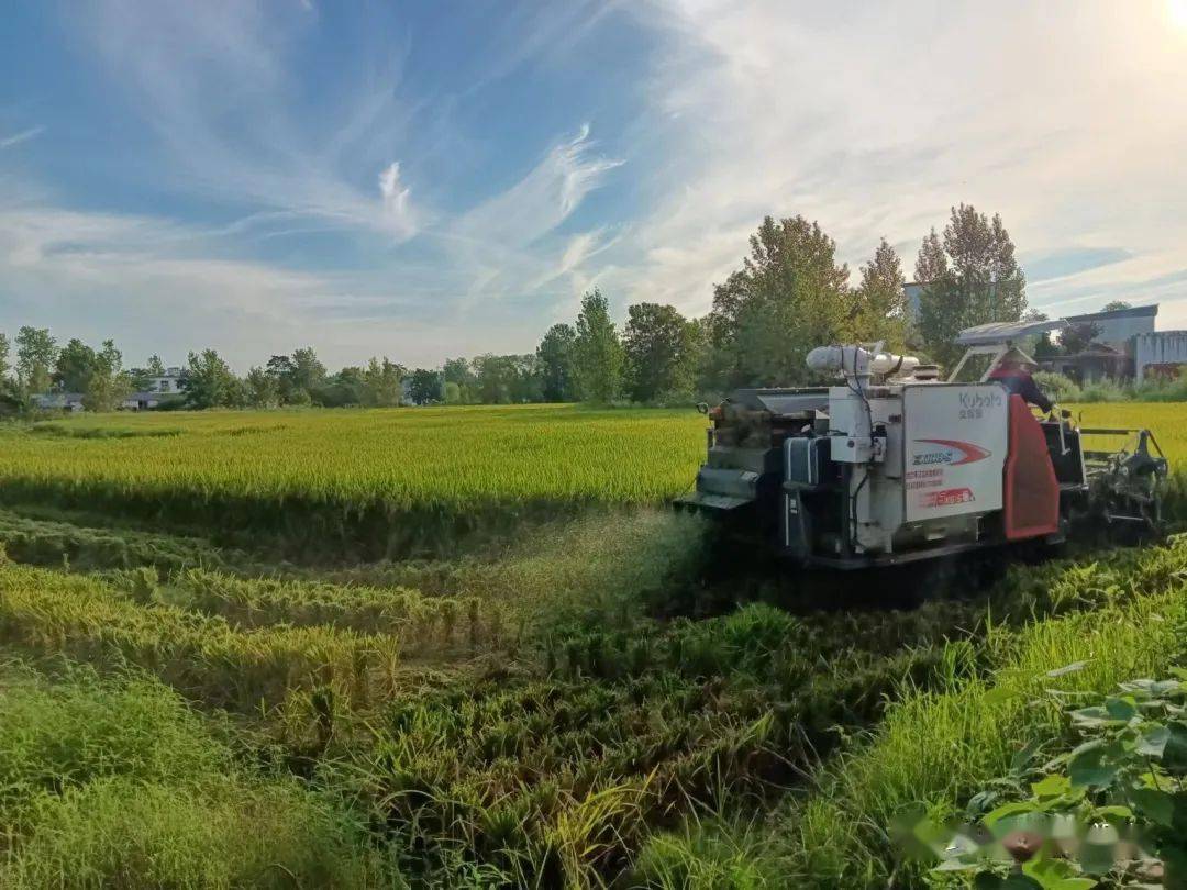 罗山县农户头茬再生稻开镰收割_吴国强_收割机_秸杆