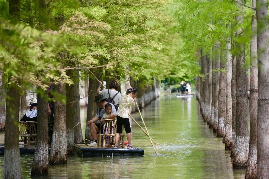 撑船戏水采莲去!这个夏天全江苏人都在这儿“森呼吸”_景区_游客_莲蓬