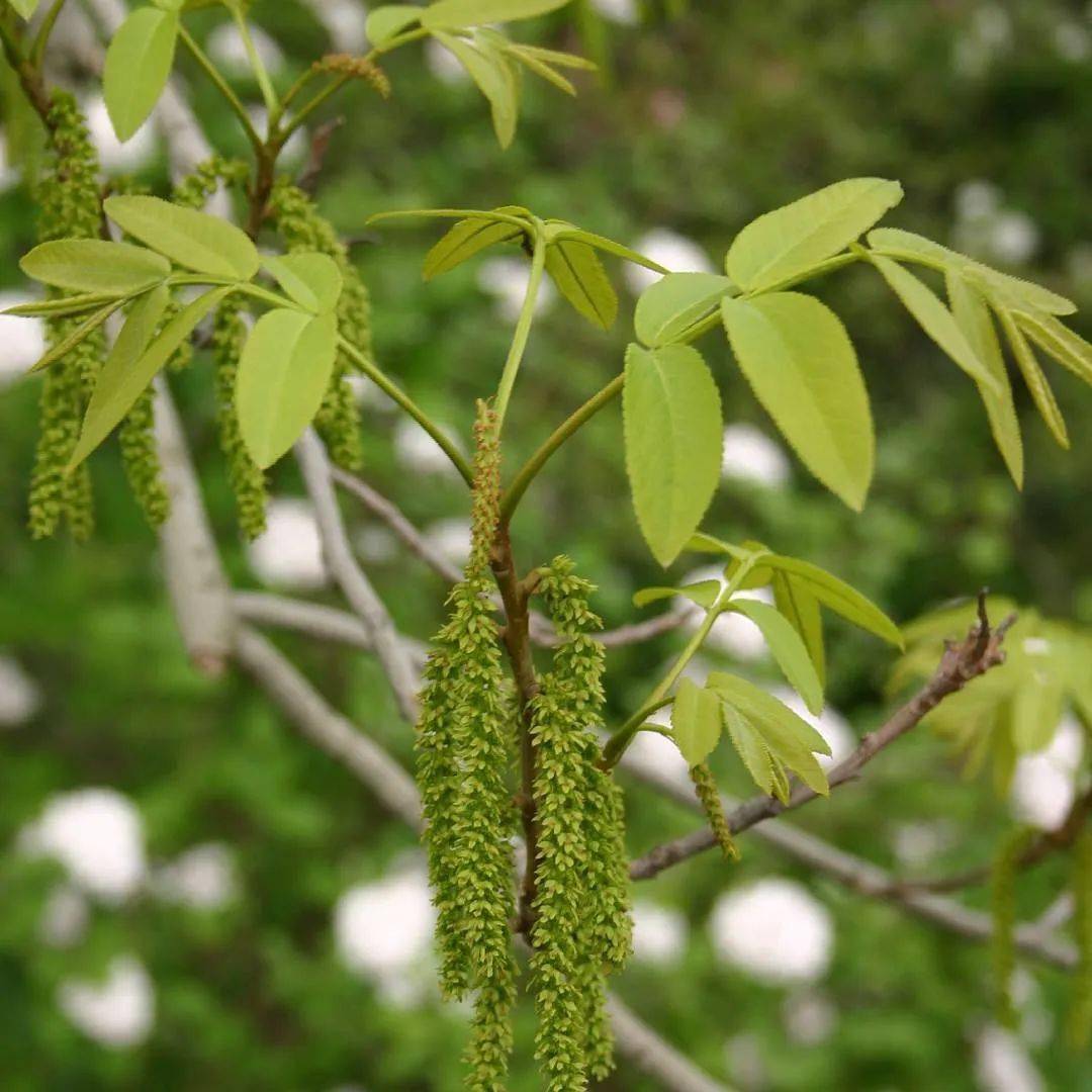也是长长的下垂葇荑花序.