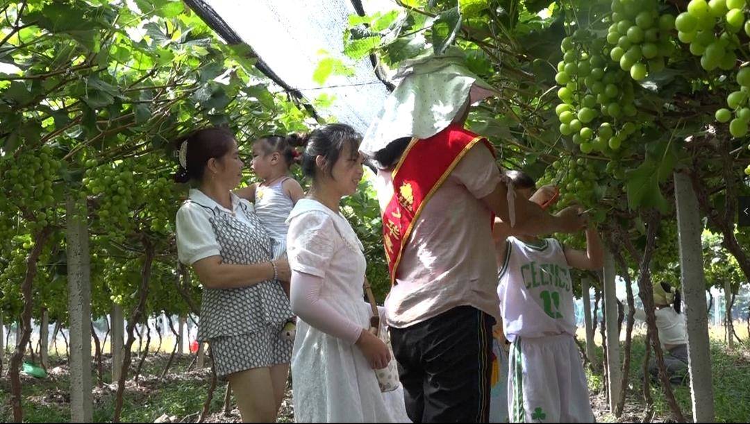 江永：“阳光玫瑰”甜蜜上市 吸引大批市民采摘游玩