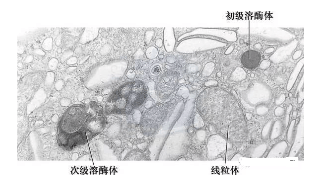 有核酸的细胞器