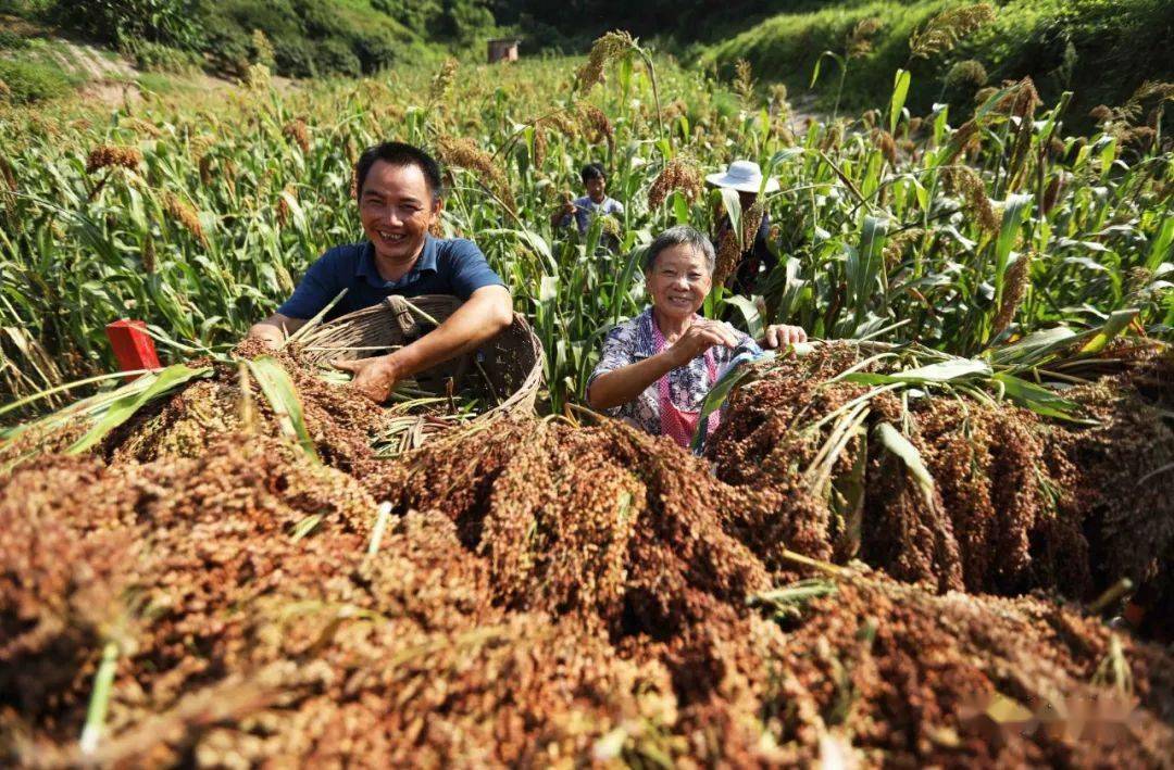 高粱熟了红满天|安居各地吹响丰收"集结号"