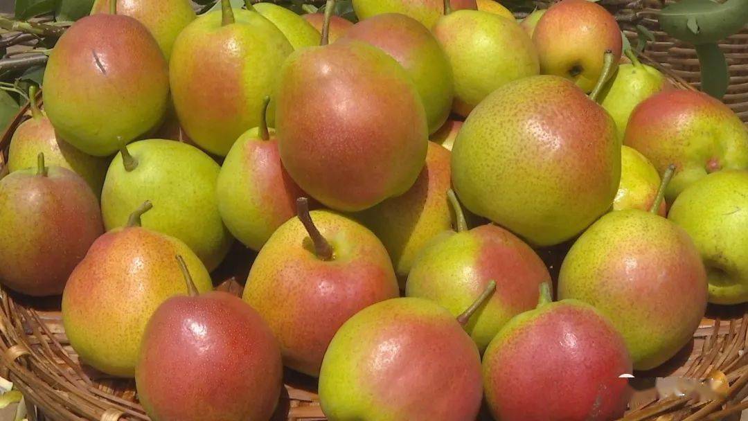 牟定凤屯云南红梨熟采摘正当时