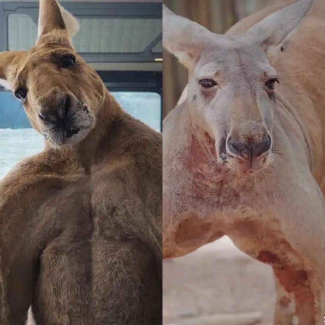 深圳动物园一袋鼠撞脸刚子!刚子,是你吗?_电影_肌肉_网友