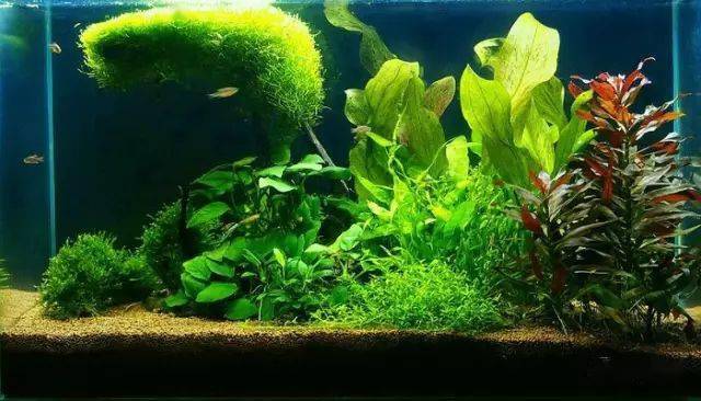 匈牙利2016水草造景大赛灯鱼作品集!_照明设备_缸体_尺寸