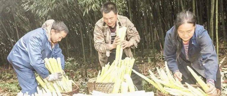 桐梓县去年方竹笋产量5.5万吨,综合产值达6.5亿元——财富之竹 破土而出_产业_加工_金孝方