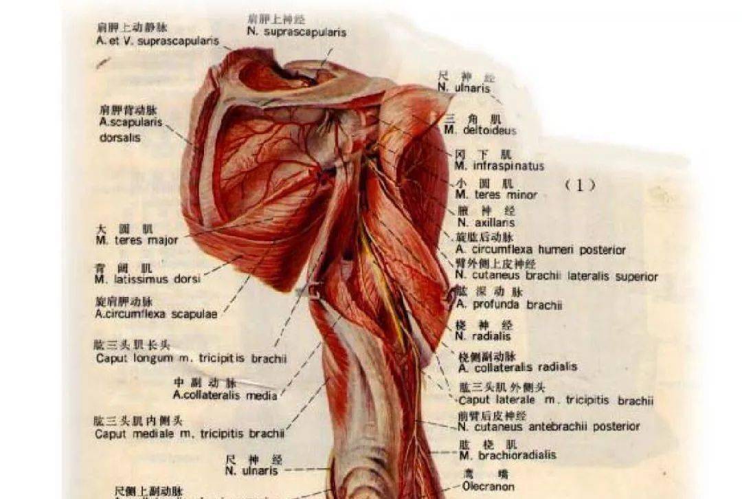 肱二头肌长头起于肩胛骨盂上结节,短头起于肩胛骨喙突三角肌整体收缩