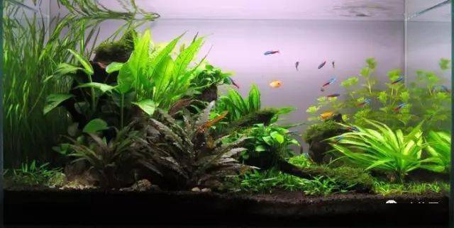 匈牙利2016水草造景大赛灯鱼作品集!_照明设备_缸体_尺寸