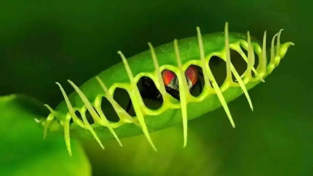 【活动招募】食虫植物——捕蝇草  乐享自然 快乐成长  系列活动