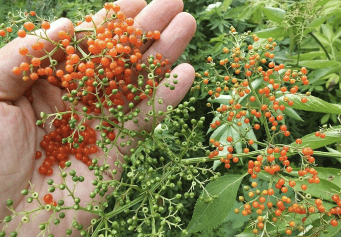 在农村的井边,有1种"接骨草",长出500个红果子,珍贵_花友_植物_养护