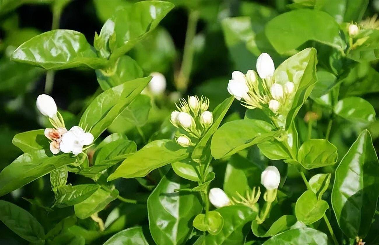 茉莉花有3大爱好