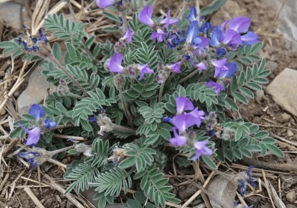 白花米口袋图片