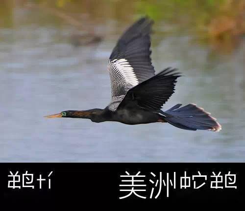 鸳鸯,鹦鹉,鹡鸰,鸬鹚,鹈鹕,鹌鹑,鹧鸪,鹤鸵,鸸鹋,鸦鹃,鹤鹬,雕鸮,鹃鵙