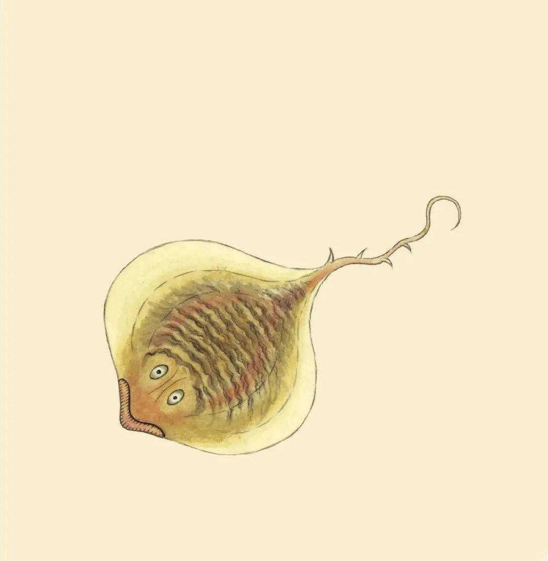 全彩注译版《海错图,重现深藏清宫300年的"海洋生物博物馆!