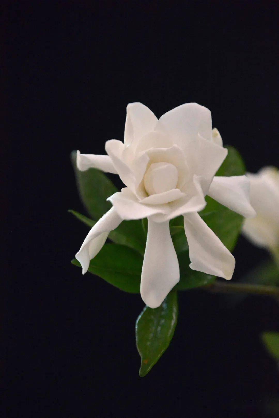 栀子花又开_花蕾_花儿_花蕊