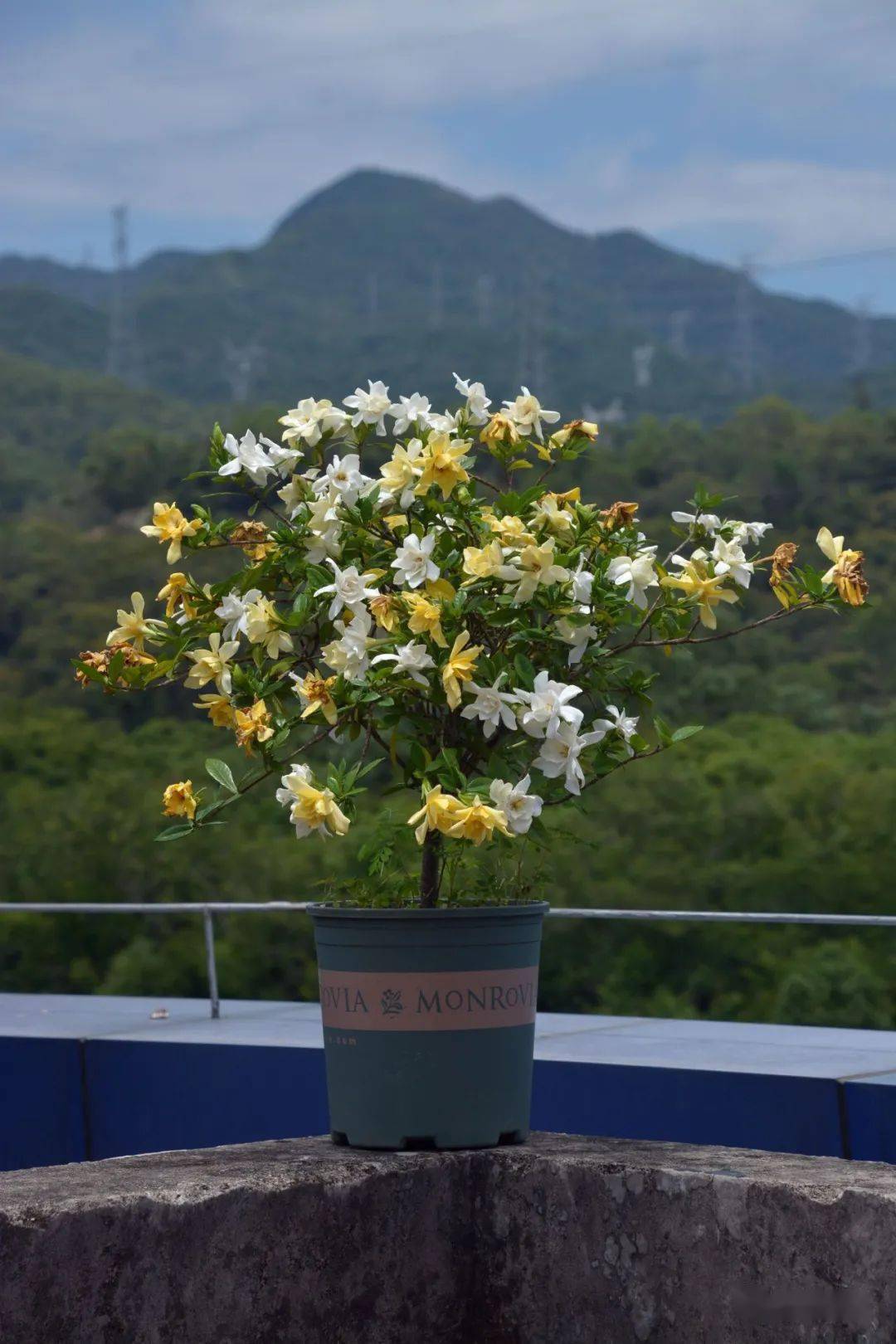 栀子花又开 花蕾 花儿 花蕊