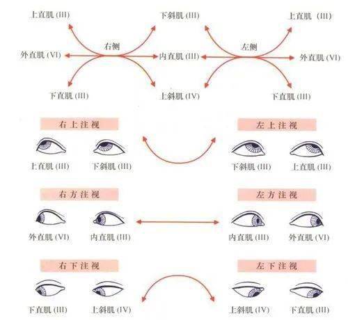 眼球外肌与眼球运动_巩膜_作用_角膜