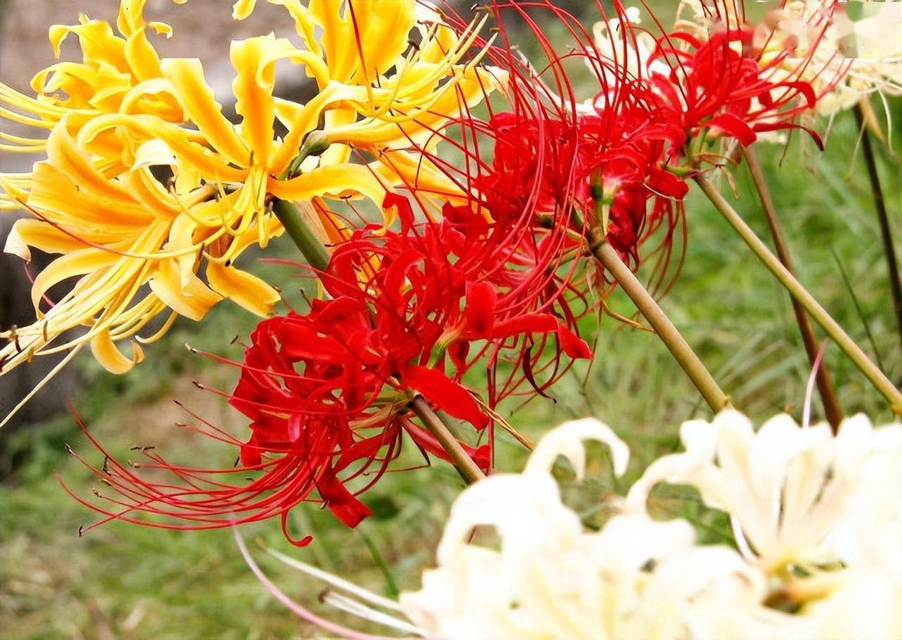 盘点世界上最毒的十种花卉 花有毒 球茎 症状