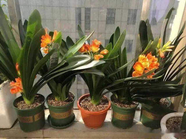 立秋后当心 秋老虎 家里养花2件事别急着做 不然黄叶又烂根 君子兰 植株 花友 立秋后当心 秋老虎 家里养花2件事别急着做 不然黄叶又烂根 君子兰 植株 花友