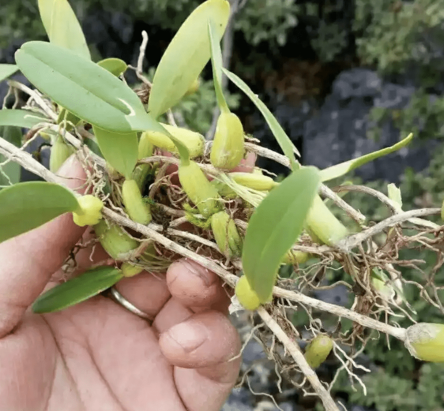 藤本植物的莖幹細長,由於自身不能直立生長,必須依