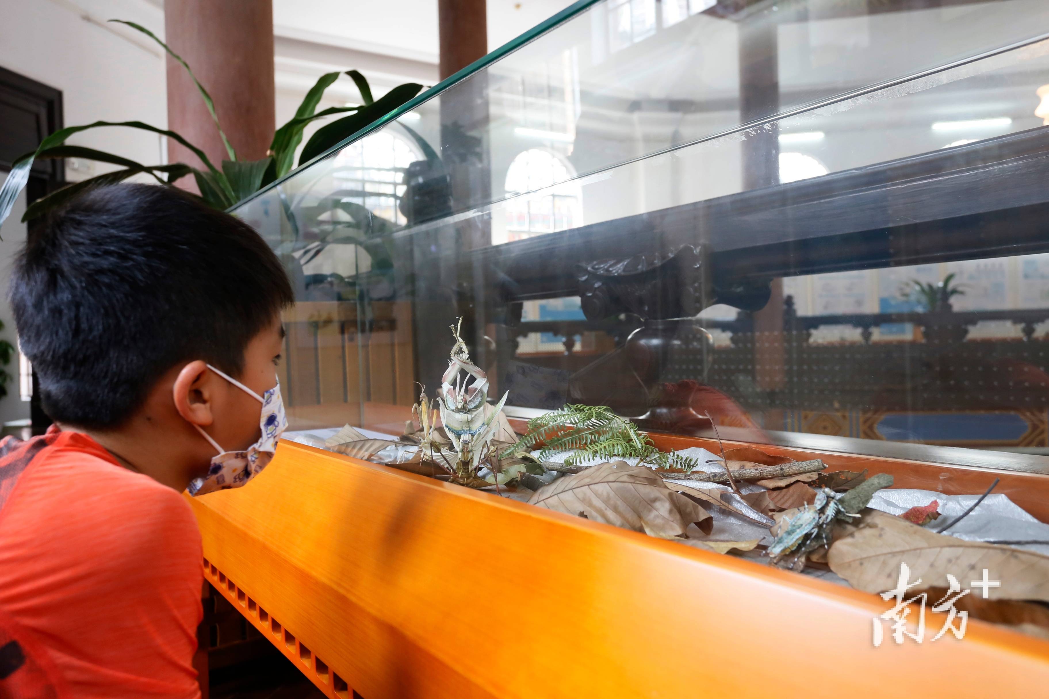 猫头鹰,眼镜蛇,鳄龟等作品生动还原了海陆空生物的生态习性……除作品