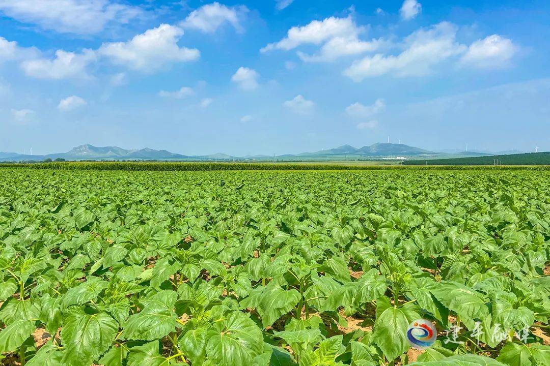 【乡村振兴】马场镇:建设基地力促特色产业发展_种植_马铃薯_建平县