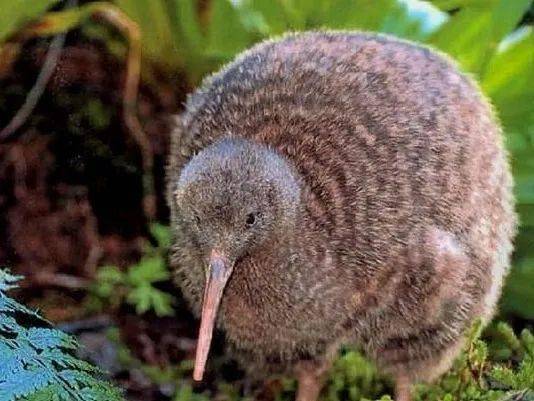 减肥期间就吃ta!_猕猴桃_红心_kiwi