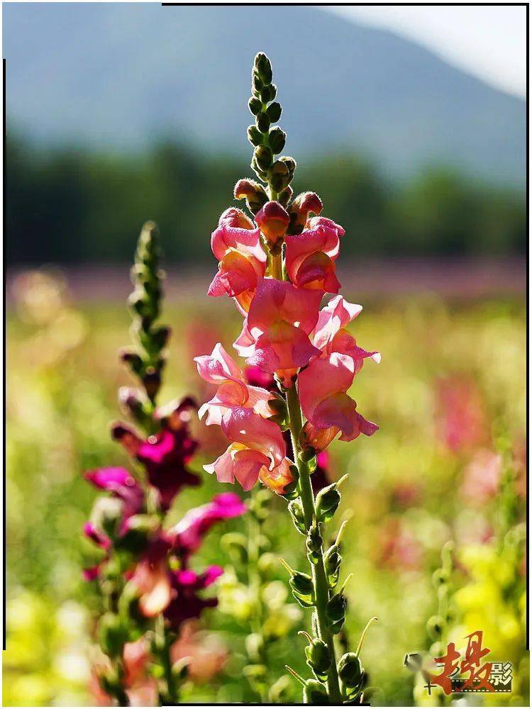 夏花 金鱼草 小金鱼 图片 蜀葵