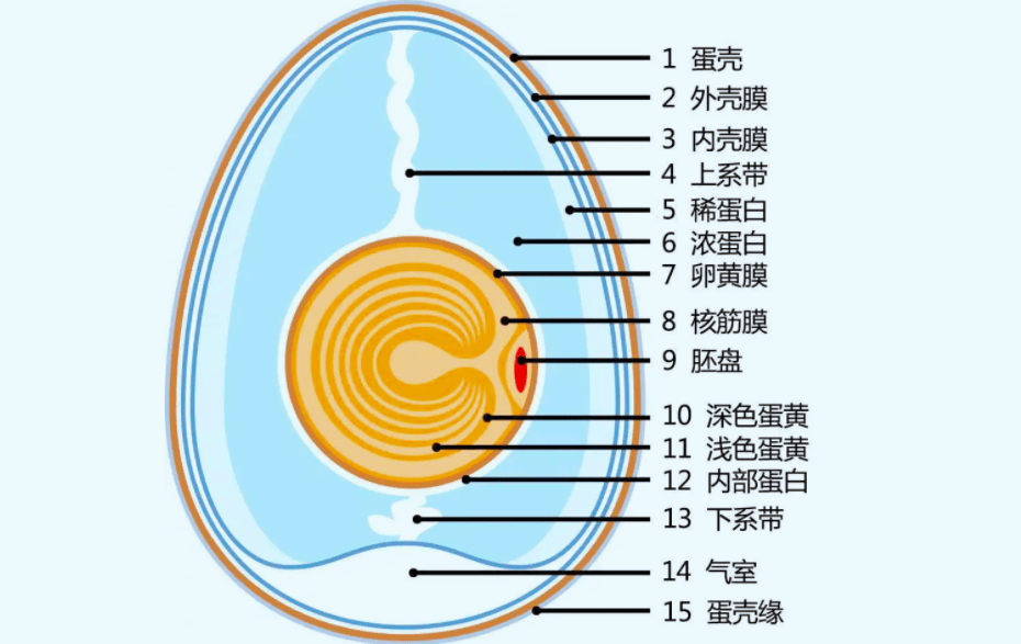 鸡蛋的内部结构示意图人类作为胎生动物,从前一直无法理解卵生动物的