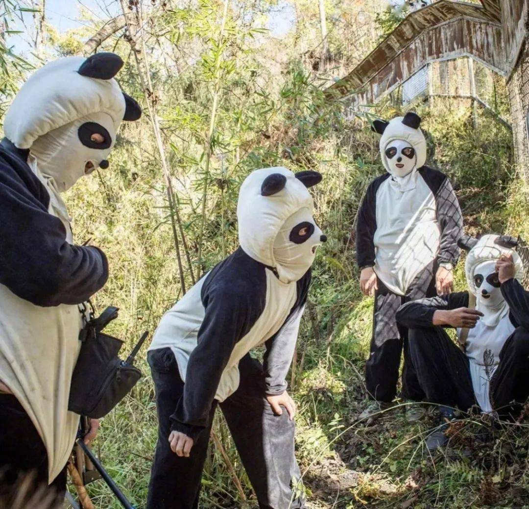 工作人员假扮熊猫为熊猫去人类化_审美_后期_影响