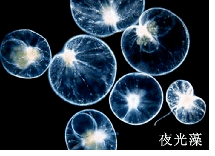 海洋科普(1813)| 海洋发光生物_细胞_动物_细菌
