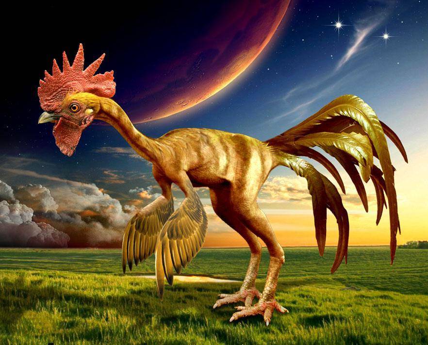 恐龙进化成鸡图片