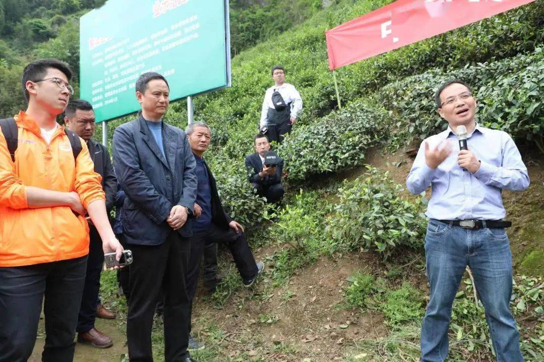 【高端人才在安康】曾建明:跨越千里的帮扶_紫阳_茶叶_茶园